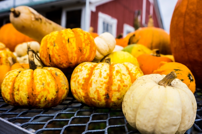 Pumpkins and gourds galore.